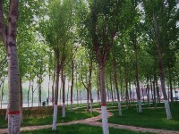 河北正定師范高等?？茖W(xué)校歷年錄取分?jǐn)?shù)線