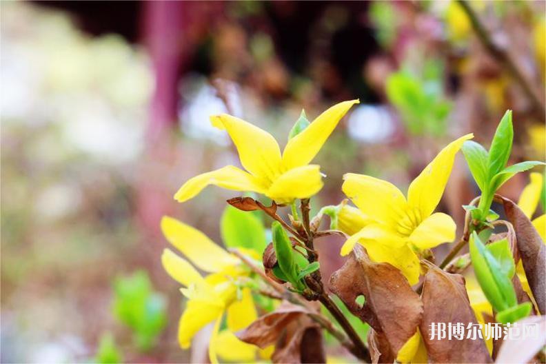 海南師范大學(xué)2023年報(bào)名條件、招生要求、招生對象 