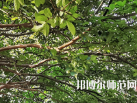 湖南師范大學(xué)2023年報(bào)名條件、招生要求、招生對(duì)象